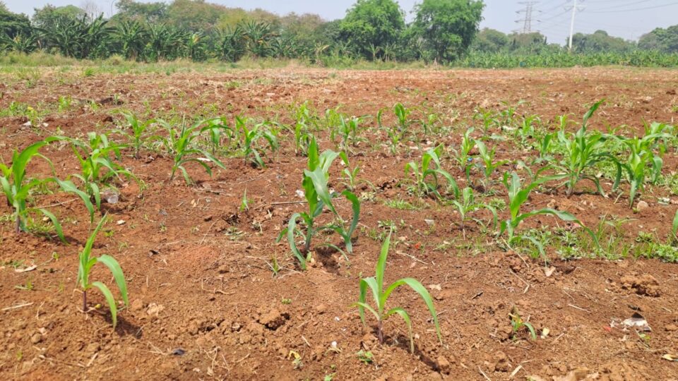 Dukung Ketahanan Pangan Nasional, Bhabinkamtibmas Jatimekar Kawal Penanaman Jagung Kuartal Ke-2
